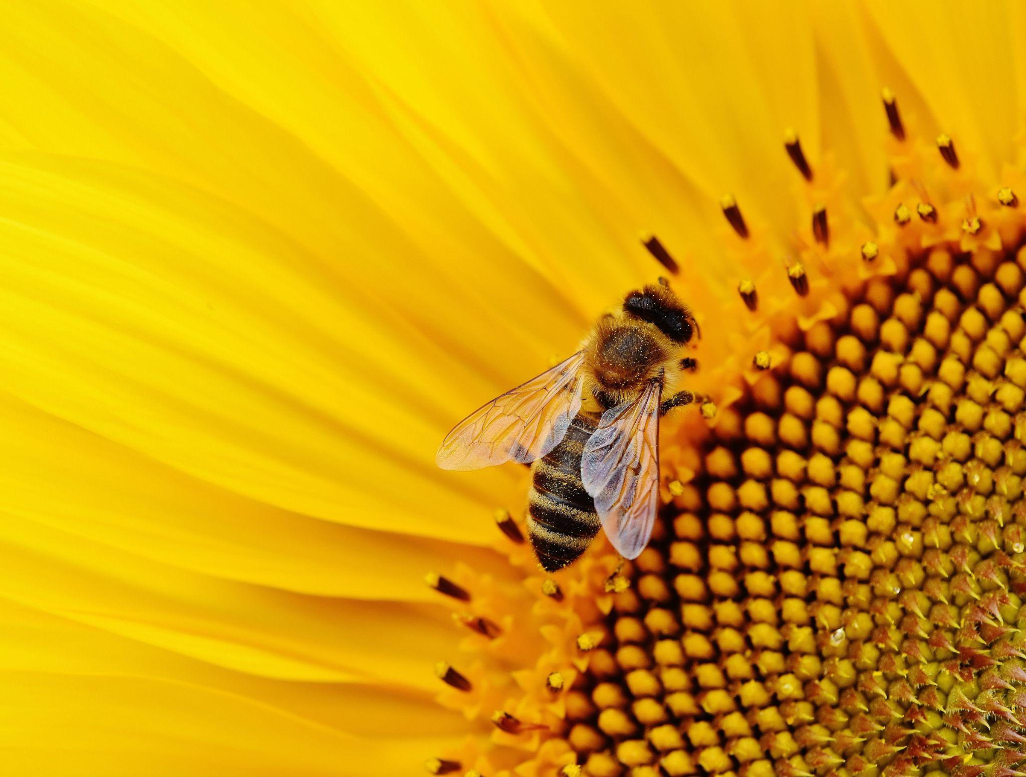 We can learn a lot about meaning, purpose and hope in life from honey bees. (Photo by Alexas_Fotos on Unsplash)